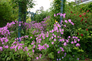 Geranium palmatum